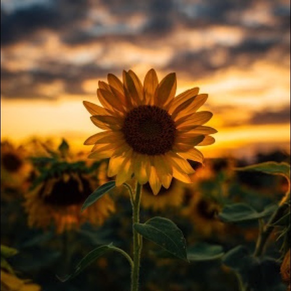 sunflowerfunds